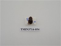 藏品(金龜子科)的圖片